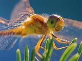 Dragonfly On A Pine_51358